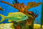 USA, Colorado, Denver, Denver Zoo. Captive French grunt fish in tank. Art Print